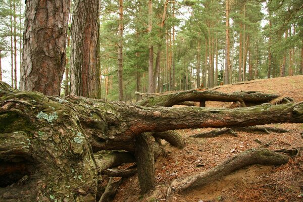 Paisaje forestal con árboles y árbol caído