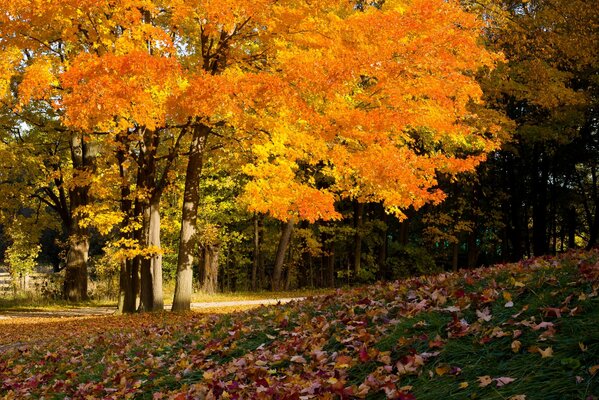 Autumn colors of foliage on trees