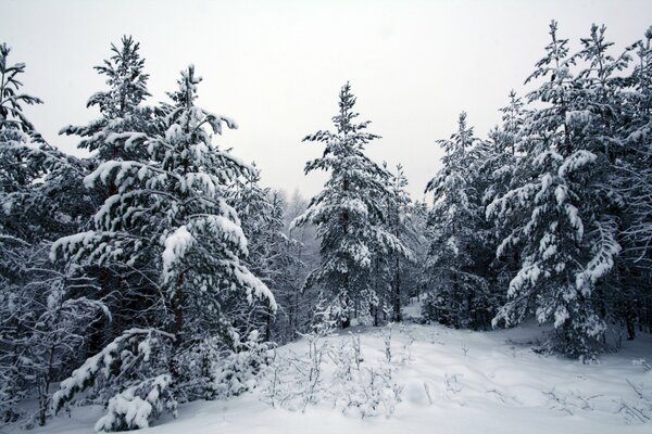 Gli alberi nella foresta rotolano su una coperta di neve