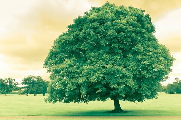 Un gran árbol verde en el campo