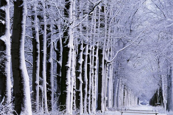 Winterpark mit hohen Bäumen