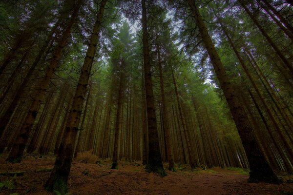 Waldlandschaft in der Dämmerung. Abend