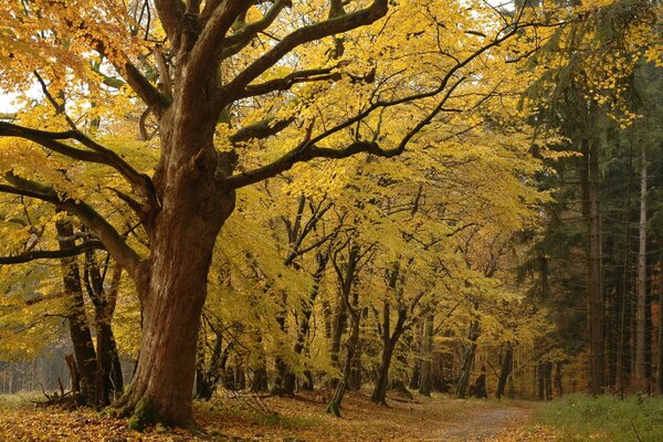 Sendero bajo los árboles en Autumn Alley