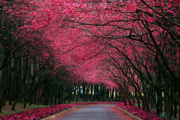 Die Gasse ist von blühenden Sakura umgeben