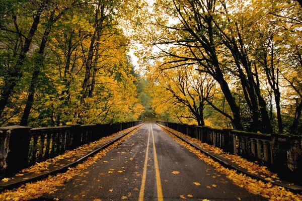 The road over the bridge with fallen leaves