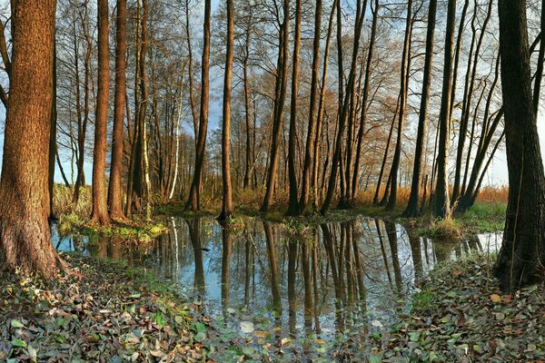 Lake in the autumn forest, with reflection