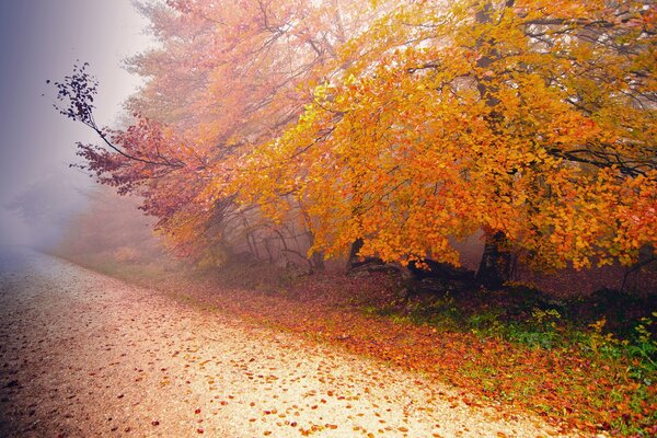 Misty autumn landscape with trees