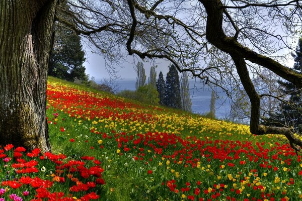 Blühende Tulpen im Frühlingswald