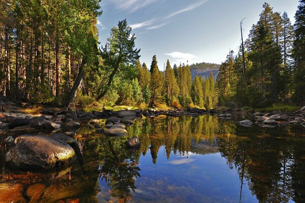 Espejo lago en el bosque verde