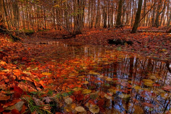 Rote Herbstblätter im Bach