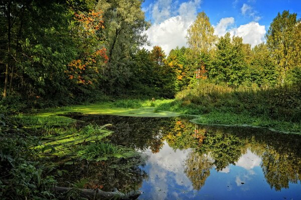 Reflejo del cielo en el pantano en verano