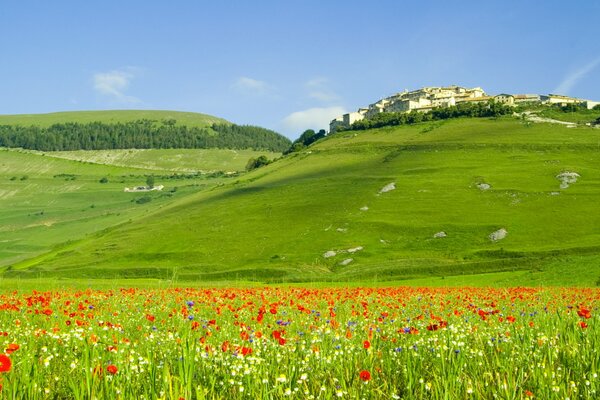 Grüne Hügel und Felder Italiens mit Mohnblumen