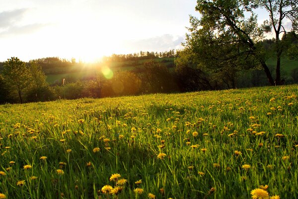 Die Strahlen der Abendsonne über einer Blumenwiese mit Löwenzahn