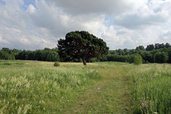 Route vu arbre nuages herbe