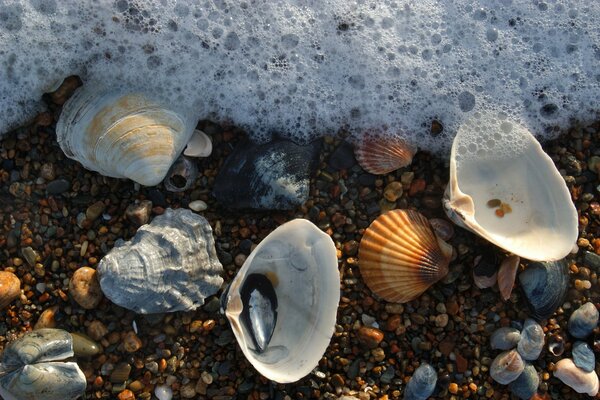 Coquillages différents dans la mousse de mer sur le rivage closeup