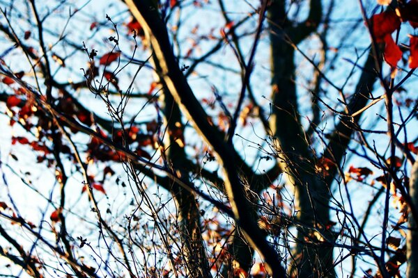 Branches d arbre avec les dernières feuilles