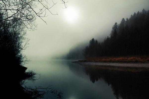 Rivière dans la forêt couverte de brouillard