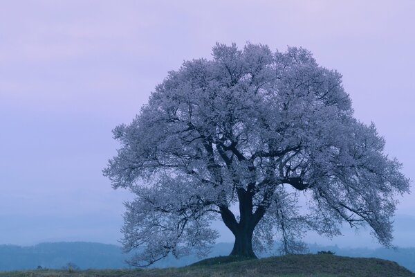 Beautiful tree on a blue background