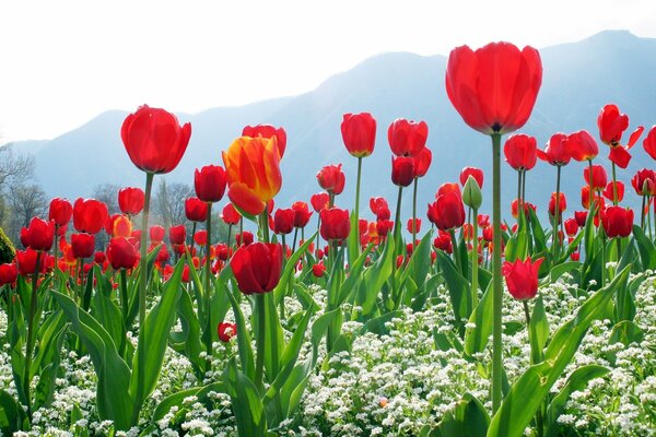 Champ de tulipes sur fond de montagnes