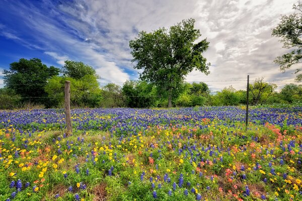 Natura primaverile con fiori celesti