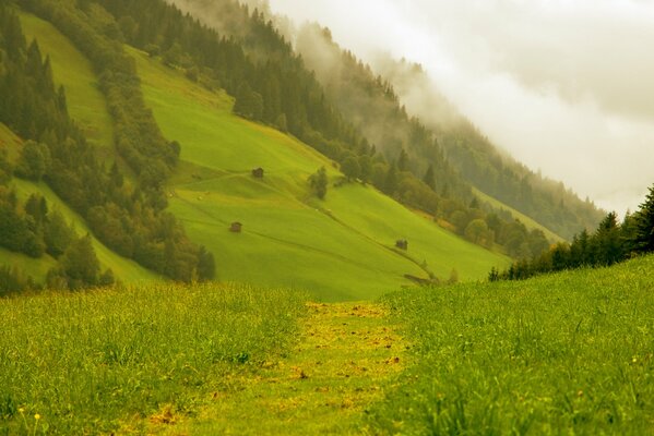 Sentier dans la vallée de montagne Alpine verte