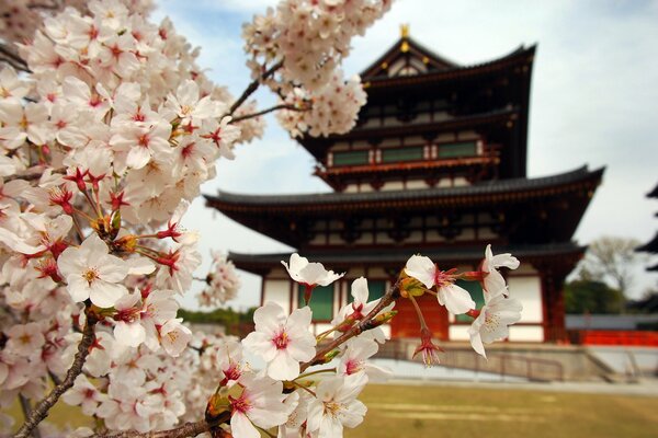 Flor de cerezo en Japón. Pagoda