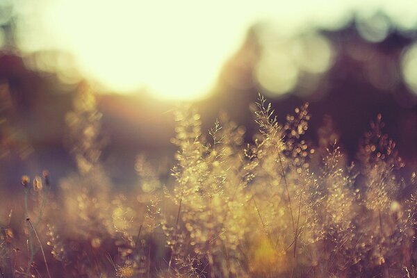 Sonne im Morgengrauen im Feld