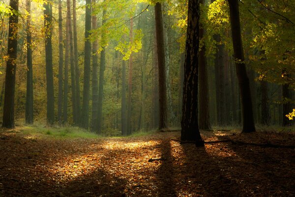 Der Rand des sonnenverwöhnten Waldes