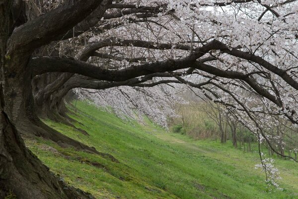 Sakura japonesa florece en primavera