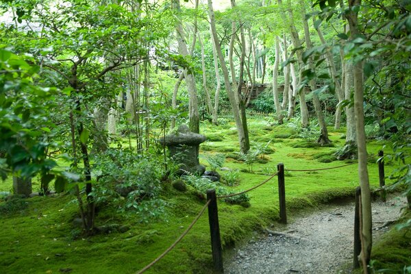 Wanderweg im Naturschutzgebiet mit verschiedenen Bäumen