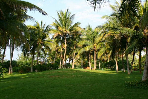 Green lawn surrounded by palm trees on vacation