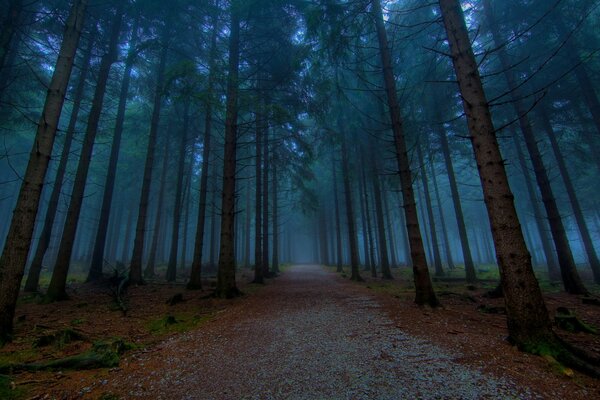 Ruelle dans la forêt au crépuscule