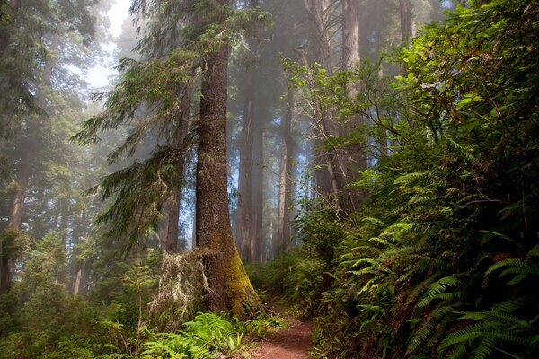 Forest path among ferns