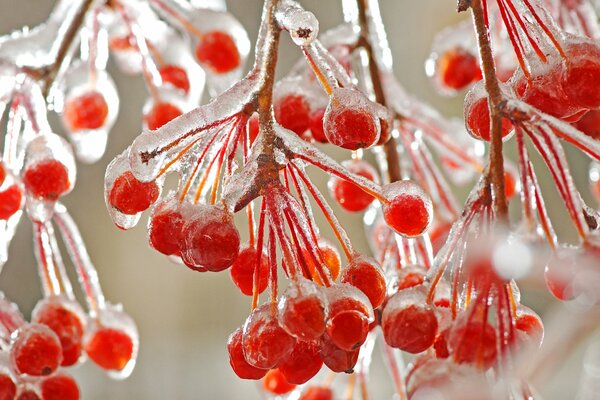 Macro photography of frozen branches of red mountain ash