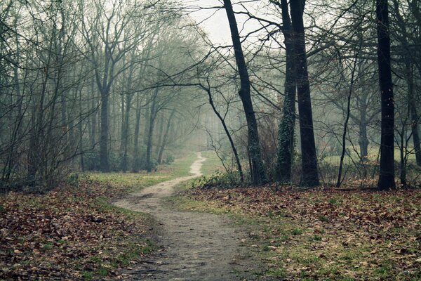 Forest path in autumn fog