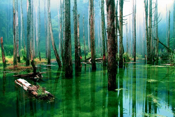 Los árboles crecen en agua limpia