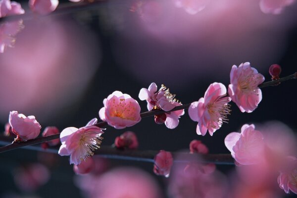 A flowering tree in spring in the sun