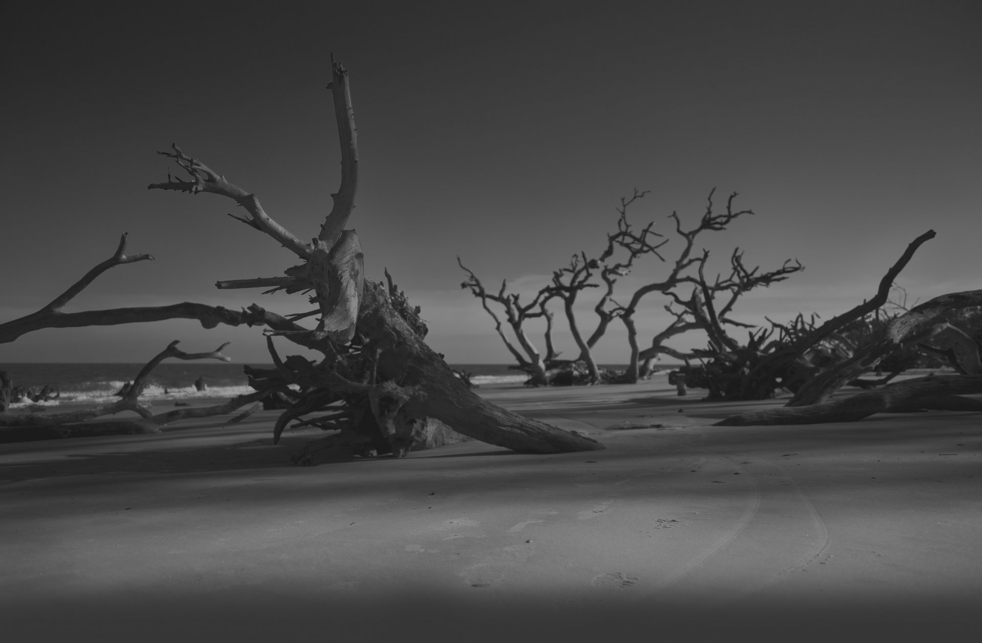 beach shore night evening trees darkness sand