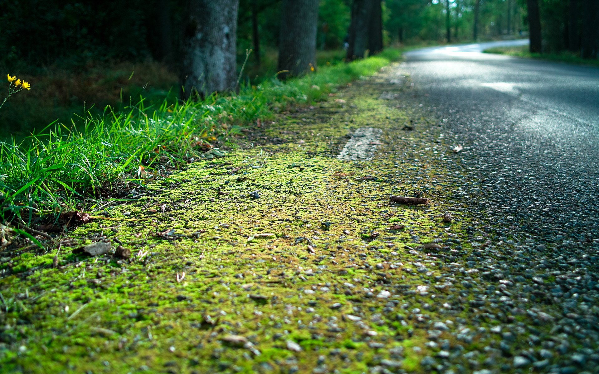 wald straße gras straßenrand moos