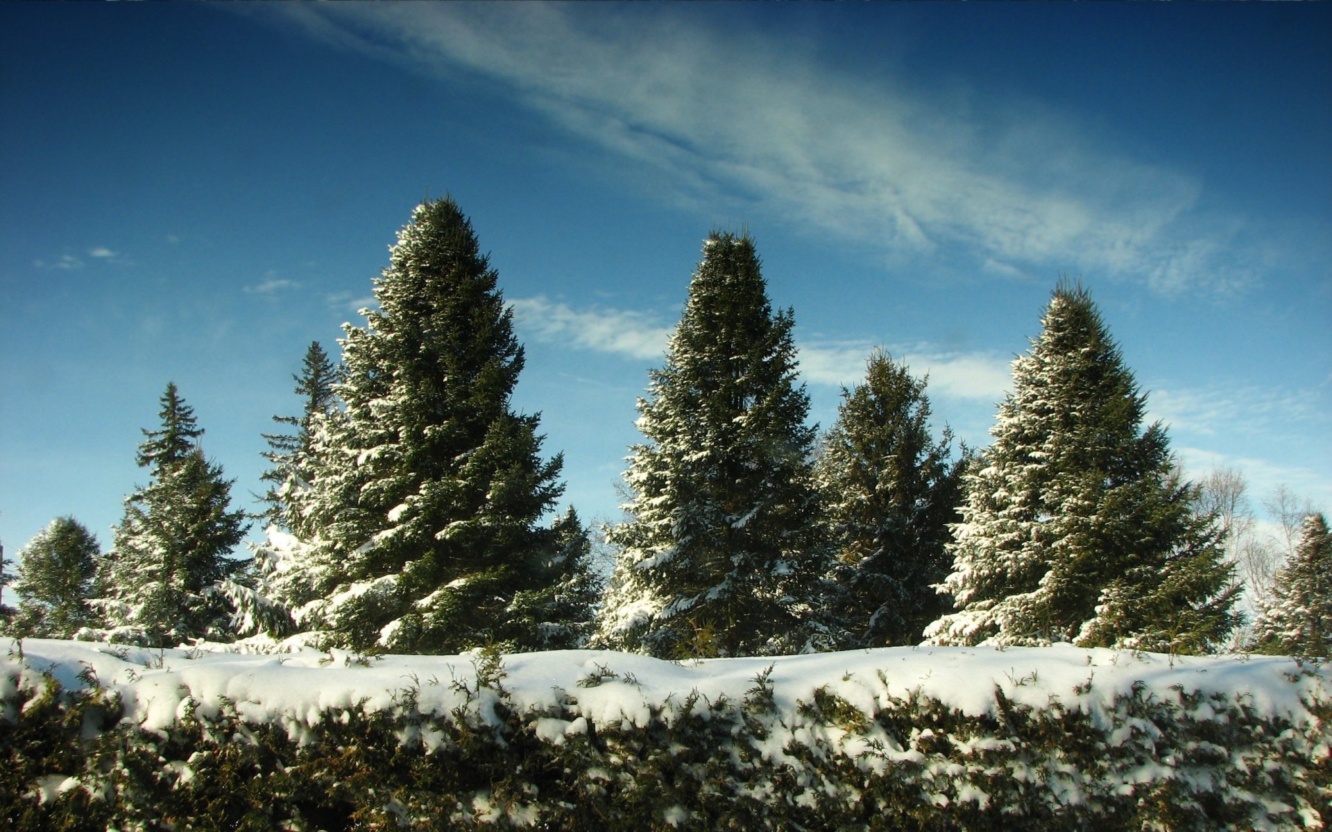 christmas tree snow christmas in june