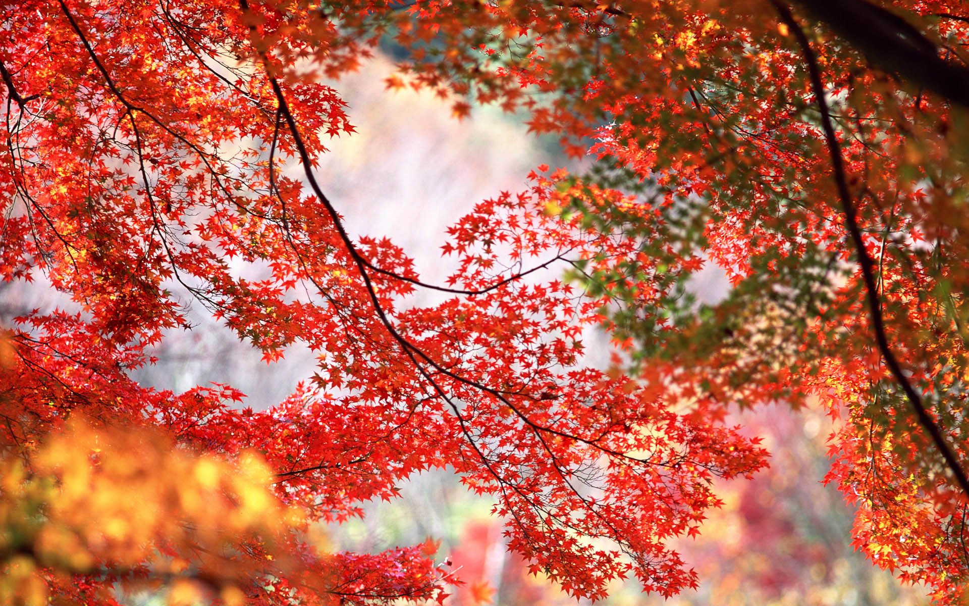 feuilles d érable rouge orange arbres branches automne