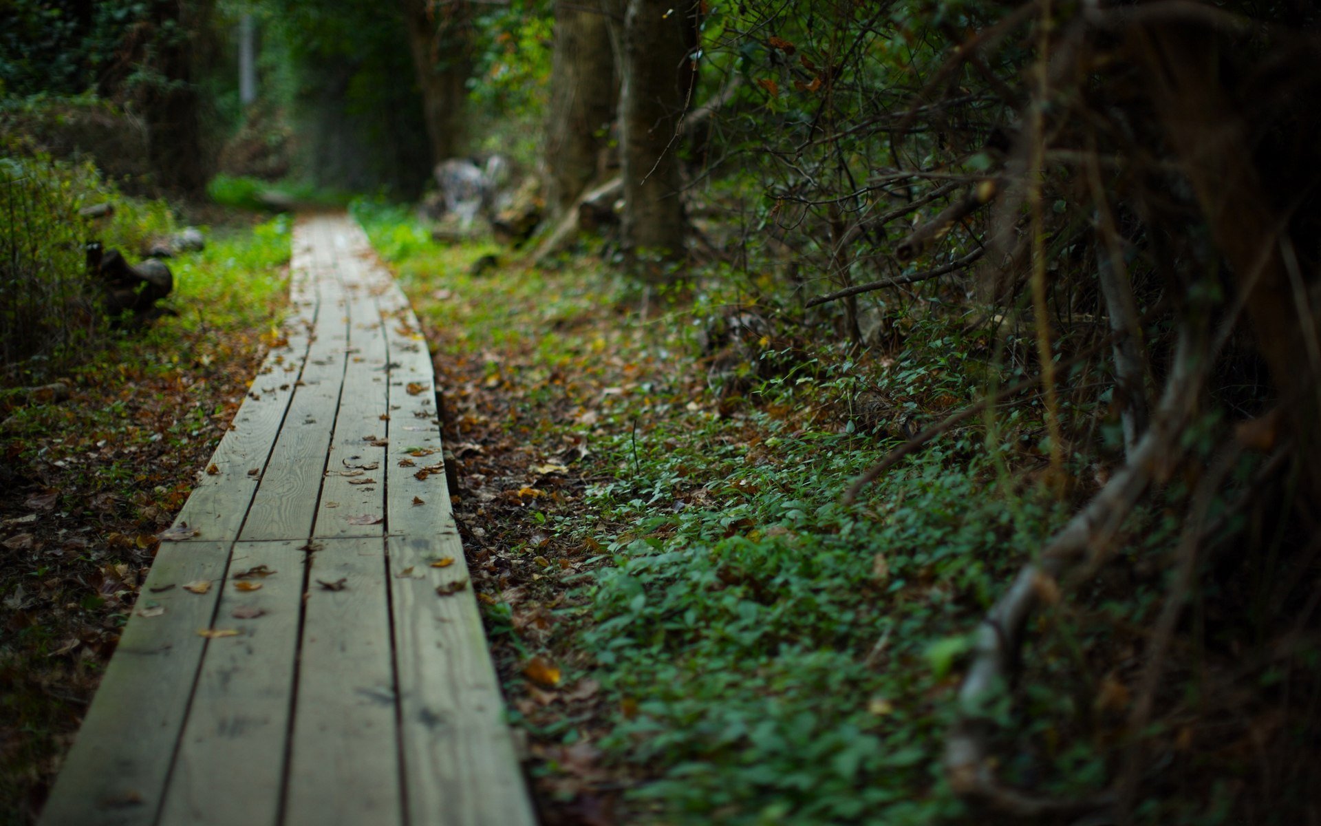 sentier route été forêt nature plantes beauté