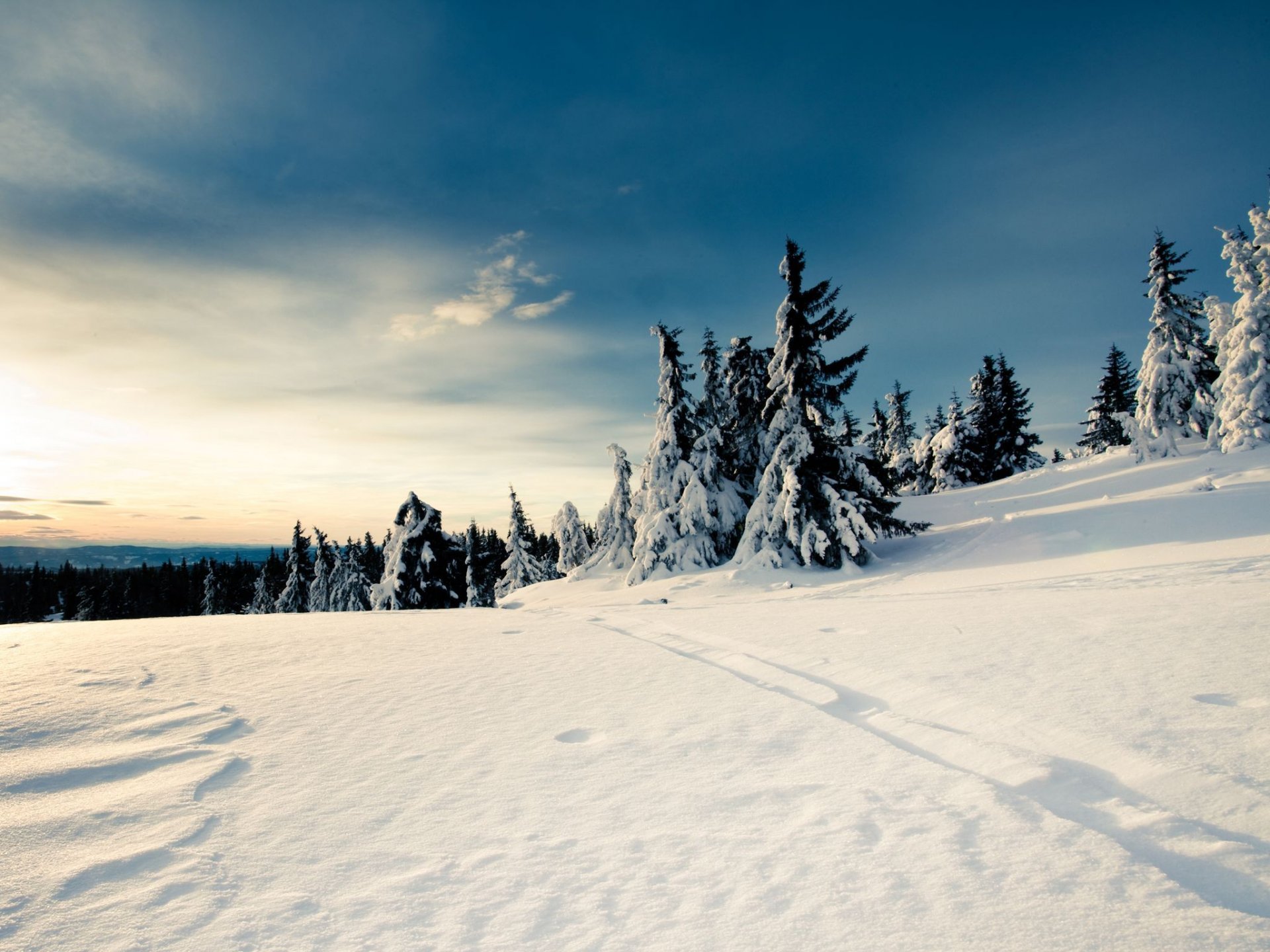 neige arbres de noël hiver