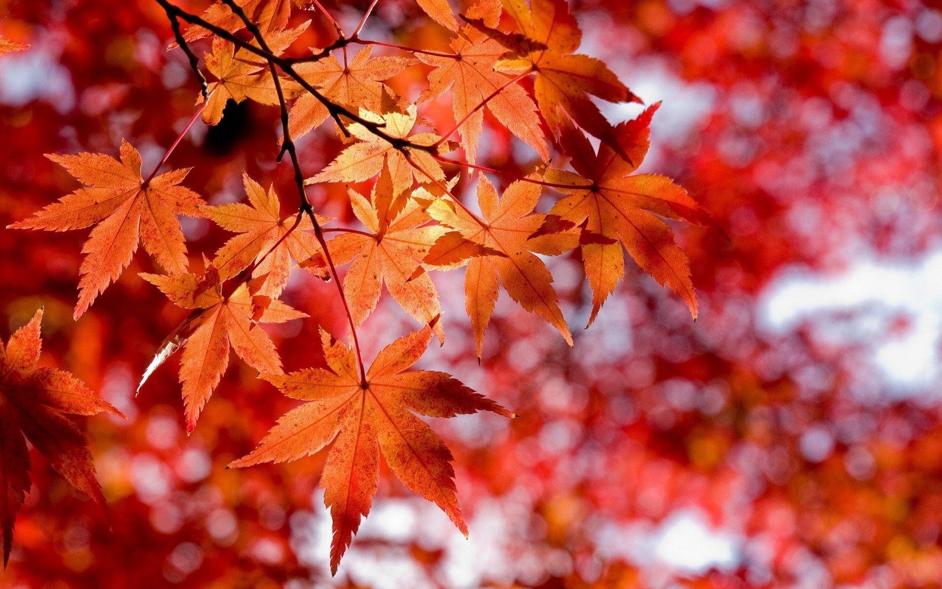 herbst rote blätter makro-stil