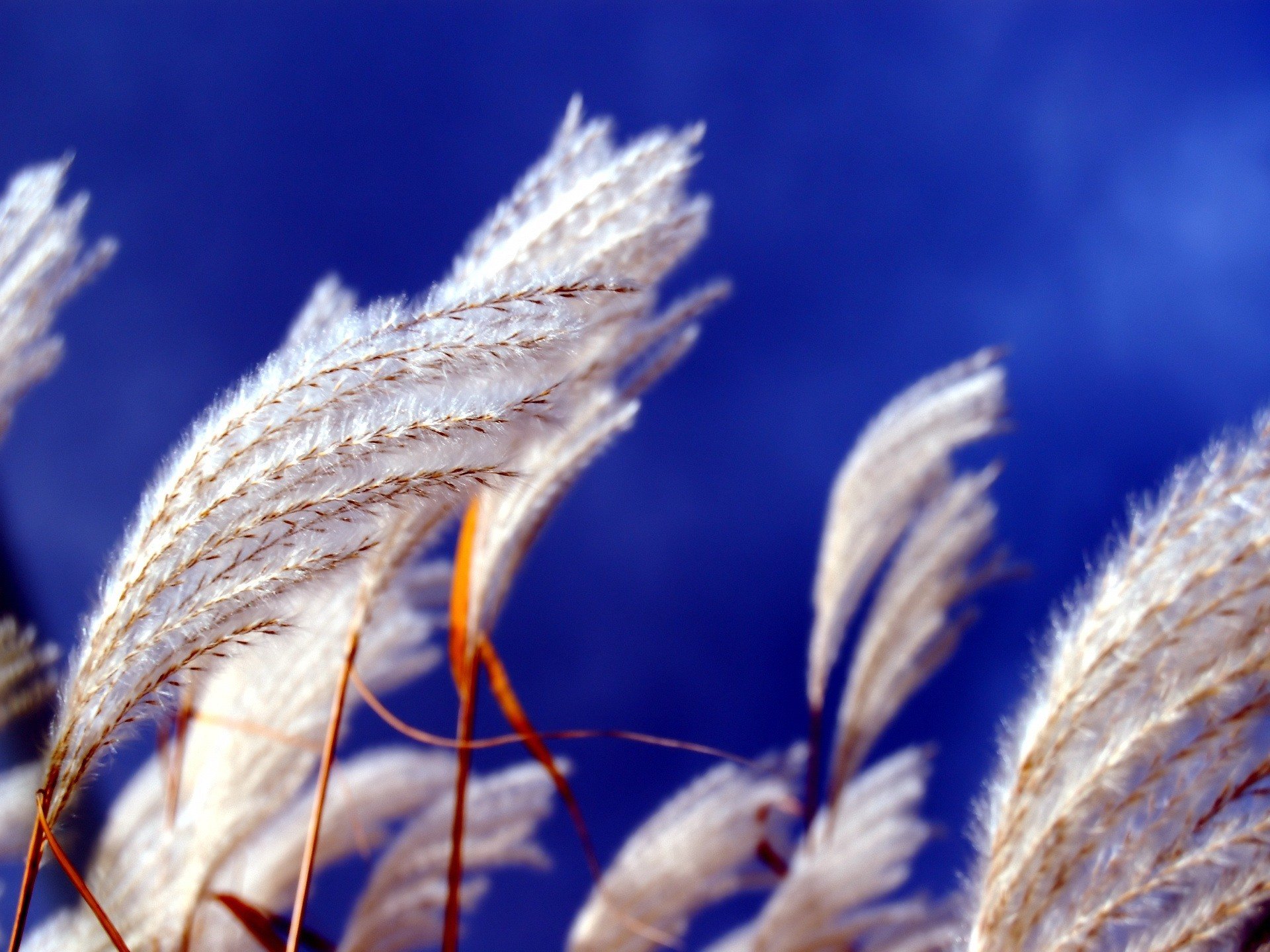 flauschig wuchs blau