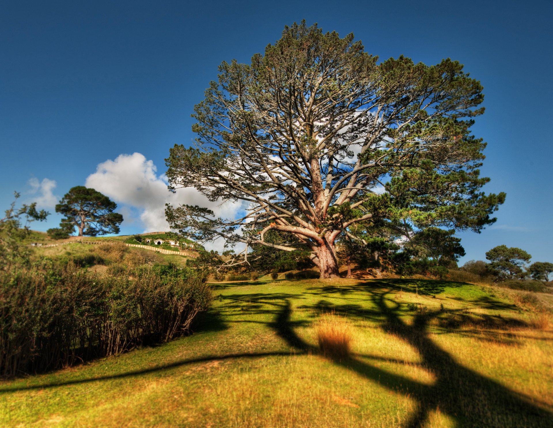 natura albero erba cespugli rami foglie cielo