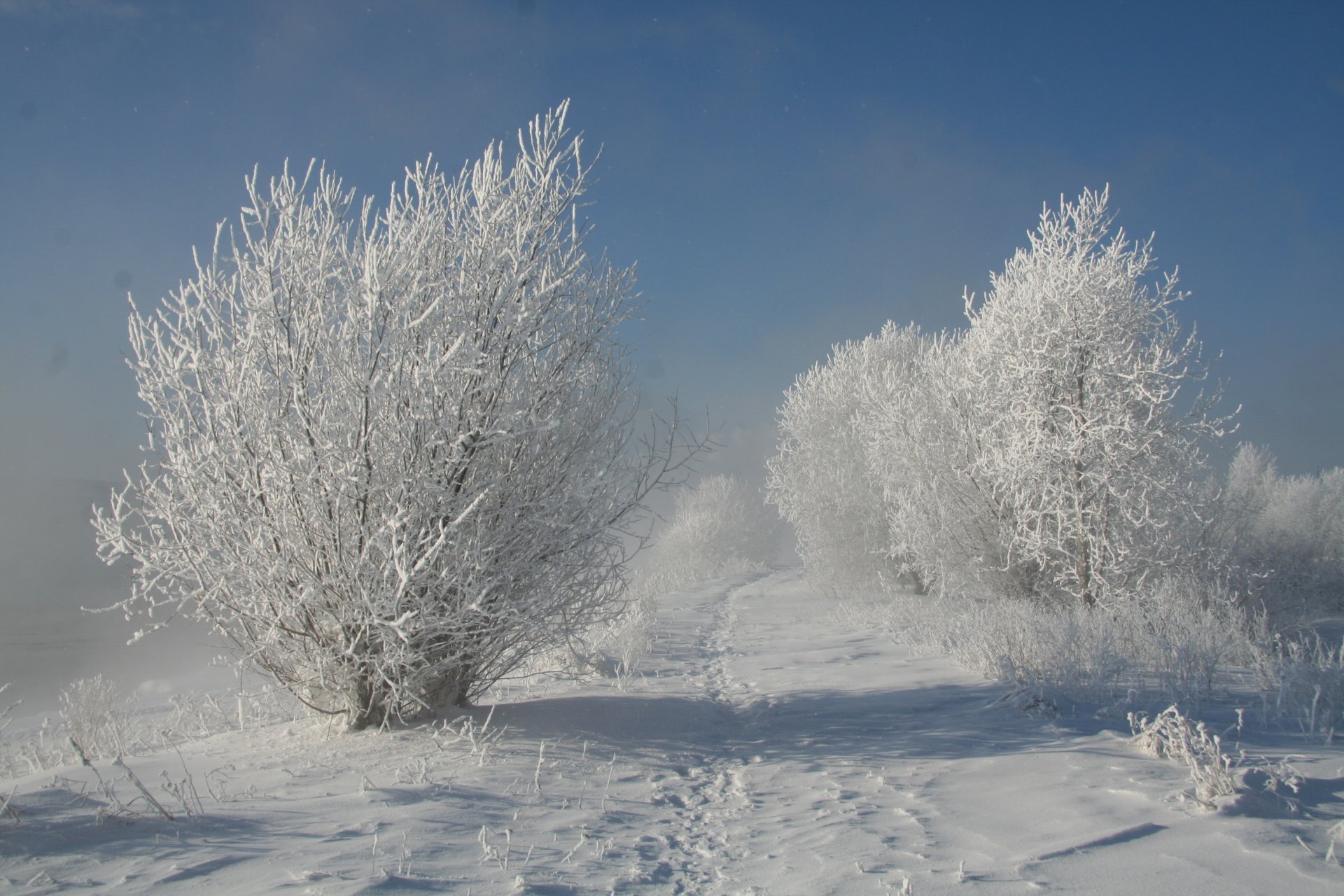 nature arbres neige hiver