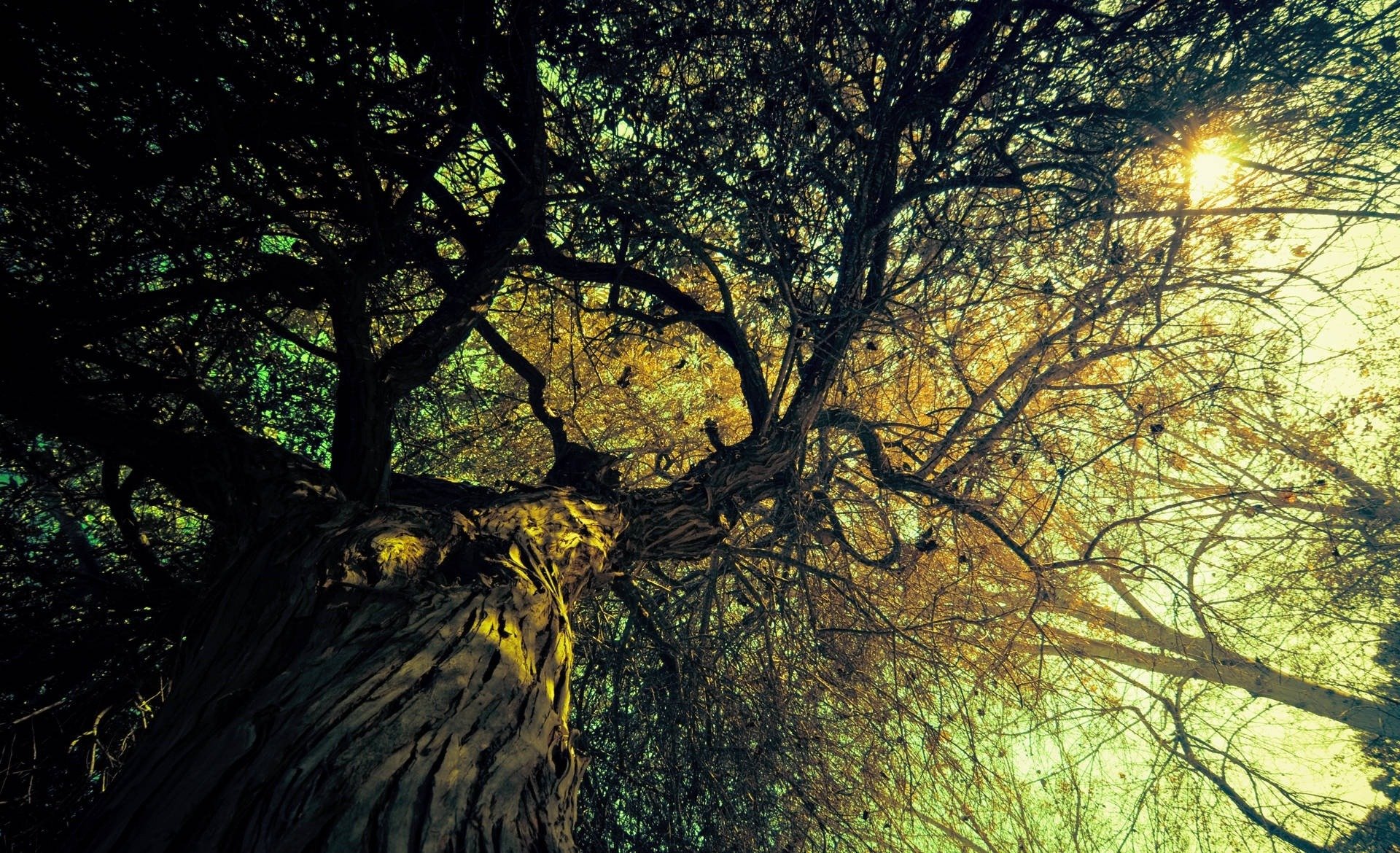 naturaleza árbol árboles ramas luz rayos del sol sol vista fondo ramas