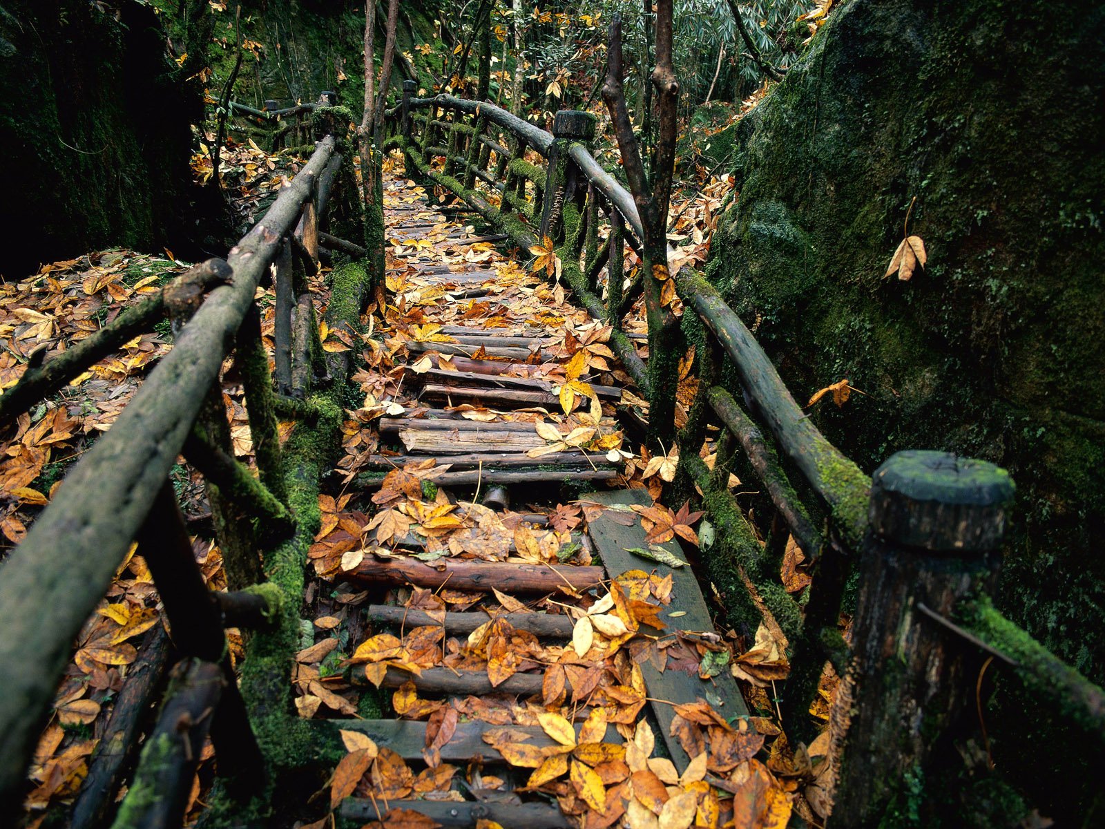 rails moss autumn