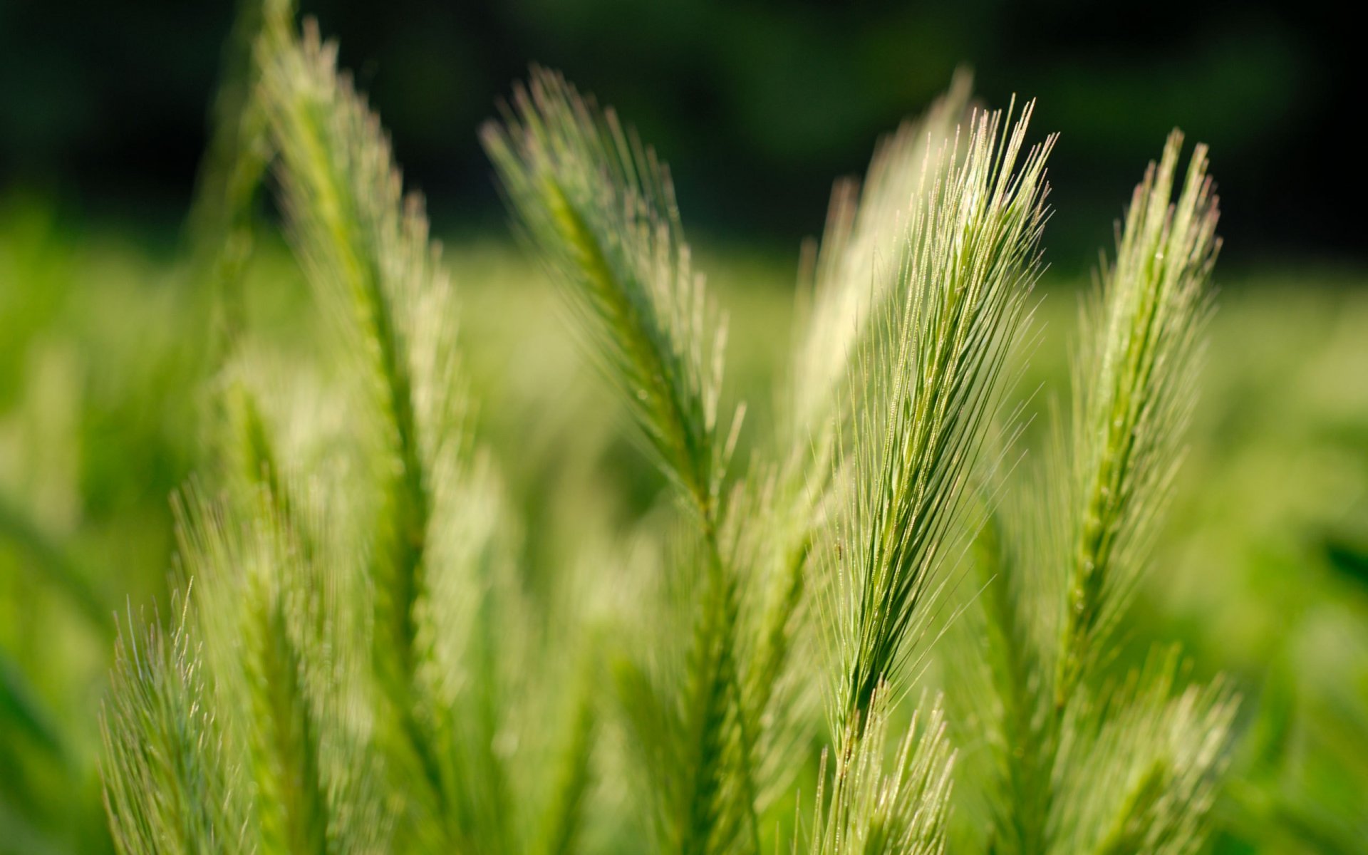 nature champ épis photographie de la nature champ herbe macro blé grain